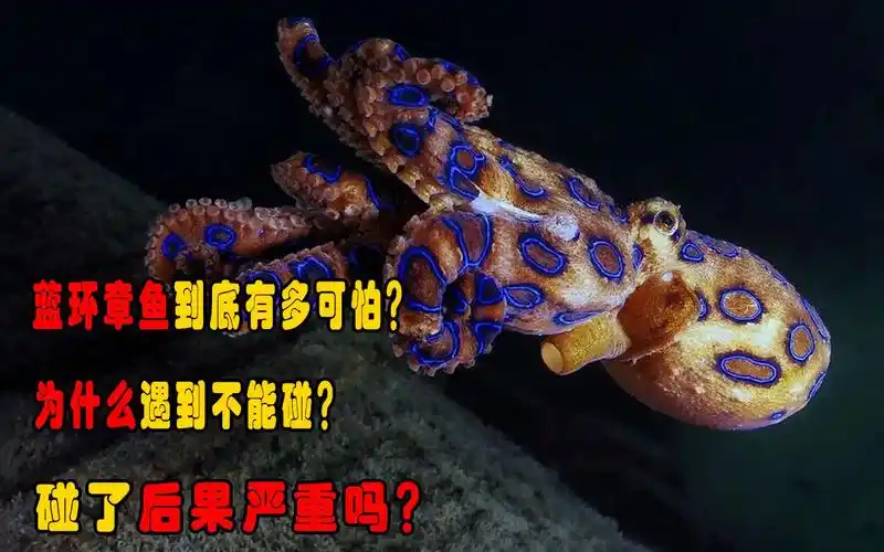 活动  蓝环章鱼到底有多可怕?为什么遇到不能碰?碰了后果严重吗?