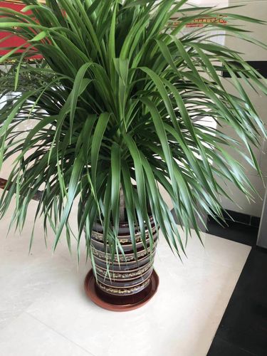 佛山室内植物龙须树大型绿植龙利盆栽龙血龙铁树绿植