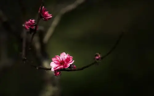 古风,*赞笔墨天方才女 /诗意/牧羊人