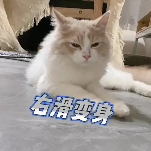 众所周知猫的颜值是可以两极反转的