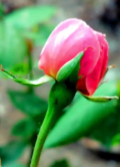 含苞待放的月季花