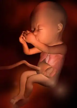 3d技术从受精到胎儿发育神奇全过程