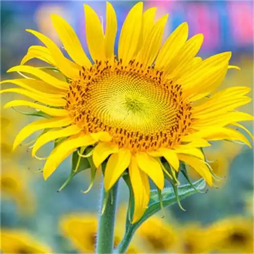 适合永久做头像的图片唯美100张_微信头像_头像屋