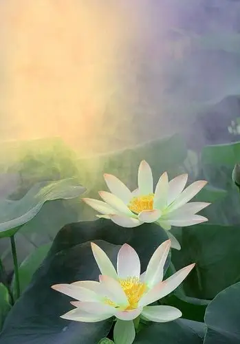 一方一净土一笑一尘缘一念一清净心是莲花开