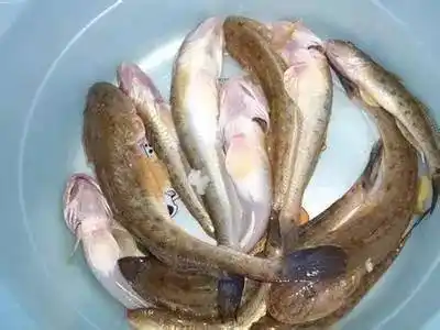 胖头鱼小白鱼面条鱼油滚子晴天烂高粱叶鱼乌鱼章鱼除此之外,海豹,海狗