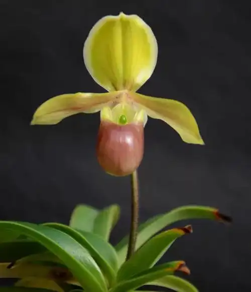 国家Ⅰ级濒危物种|海伦兜兰和巧花兜兰的鉴赏辨识与保护现状