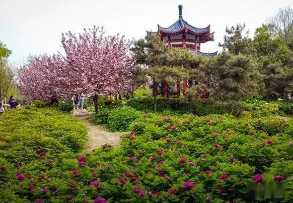 隋唐城遗址植物园牡丹连片开游客有序赏