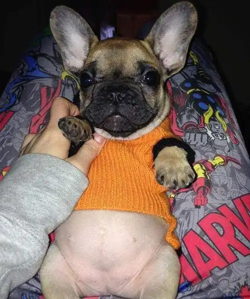 养久了才知道,狗狗"露肚子",原来有这些意思