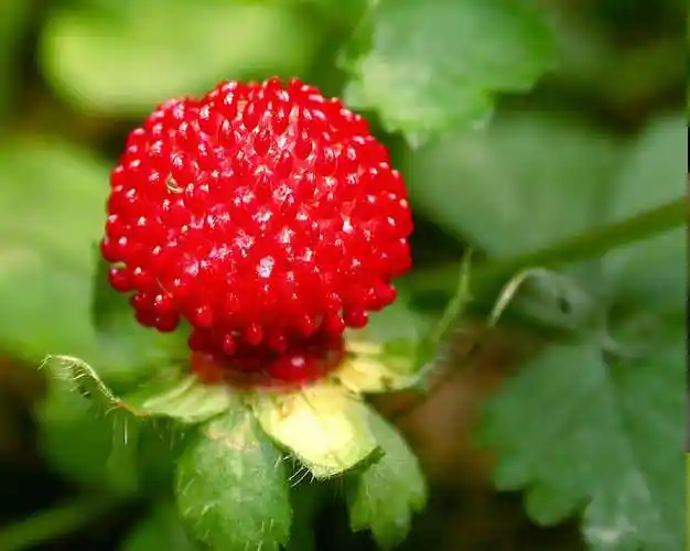 蛇莓:价值很高有草莓味,农村老人却说有毒,是真的吗?