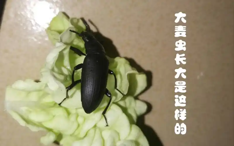 大麦虫长大是这样的_哔哩哔哩_bilibili