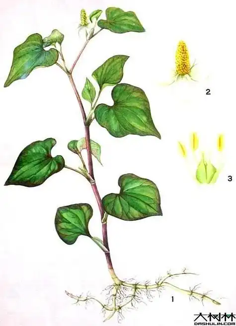 复方鱼腥草合剂3岁儿童的用量是一次10毫升,一天3次.