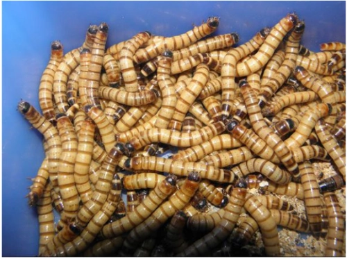 面包虫和大麦虫的区别