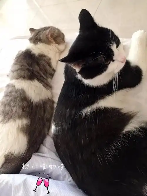 能靠在一起睡会还真难得,两只小王子也很恩爱,哈哈/初小喵的喵/猫咪