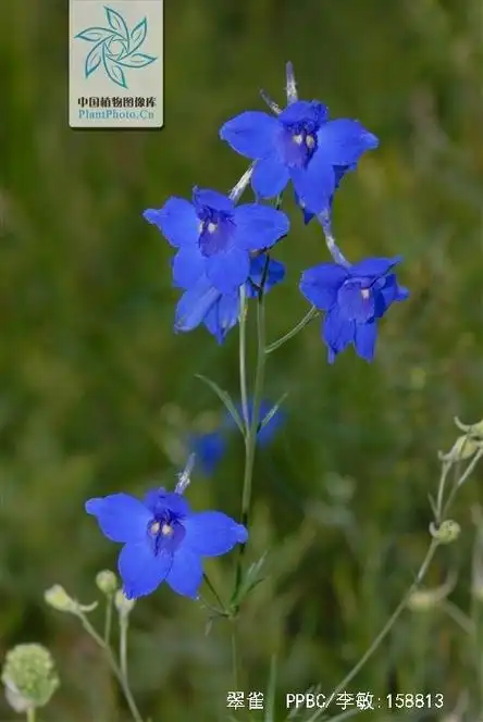 p>翠雀(学名: i>delphinium grandiflorum  /i>l.
