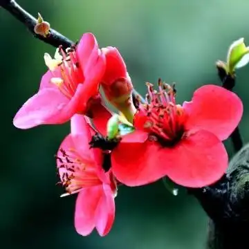 红梅斗雪向阳开头像