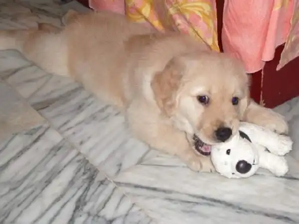 这是我的狗儿子~呵呵~很可爱吧