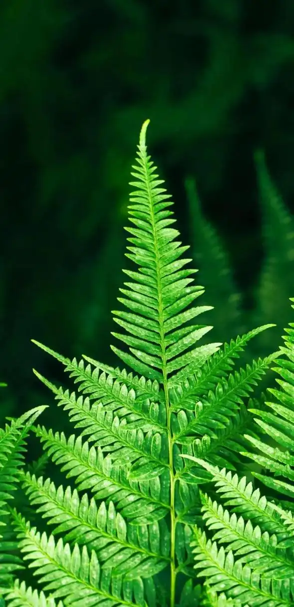 手机高清壁纸分享1489 #分享手机里的花朵