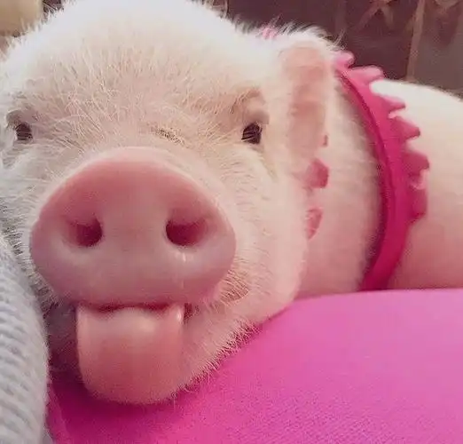 萌化人的可爱小粉猪图片谁还不是小可爱咋滴