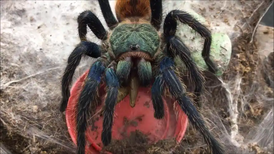 油管搬运蜘蛛喂食15