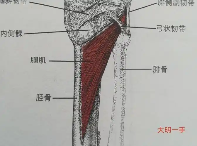 健康科普一一膝痛症(五)