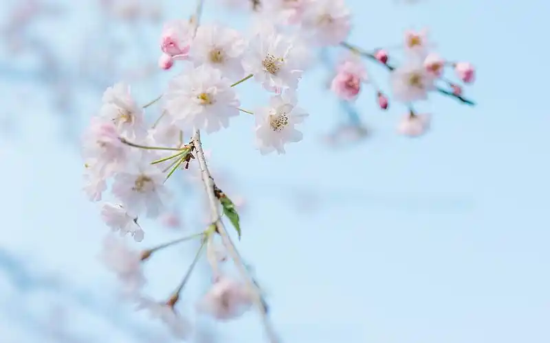 唯美小清新高清图片电脑桌面壁纸