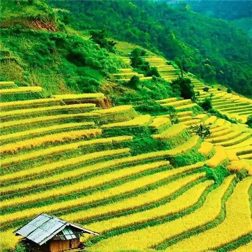 最美梯田图片头像大全 美伦美幻的梯田风景_风景头像_头像屋