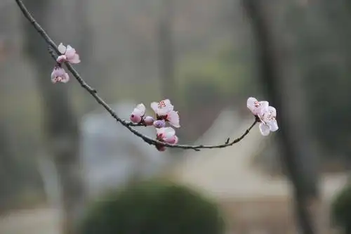 桃花朵朵开,君子闻香来!