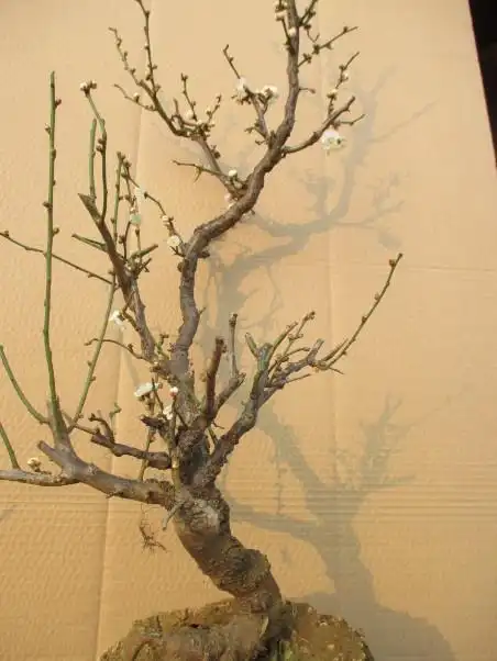 实物花卉游龙造型奇特盆栽红绿梅花盆景树桩绿植