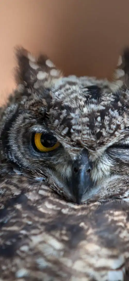 iphone 壁纸 猫头鹰,一只眼睛睁开,一只眼睛闭上,睡觉