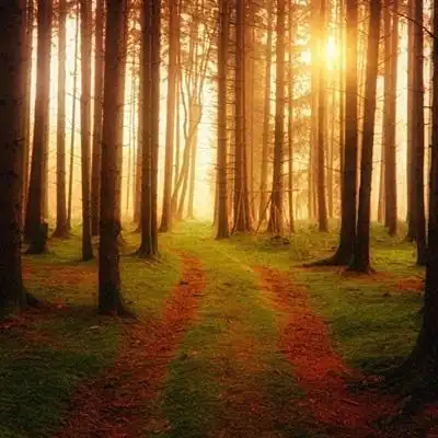 清新头像森系图片森林气息高清照片