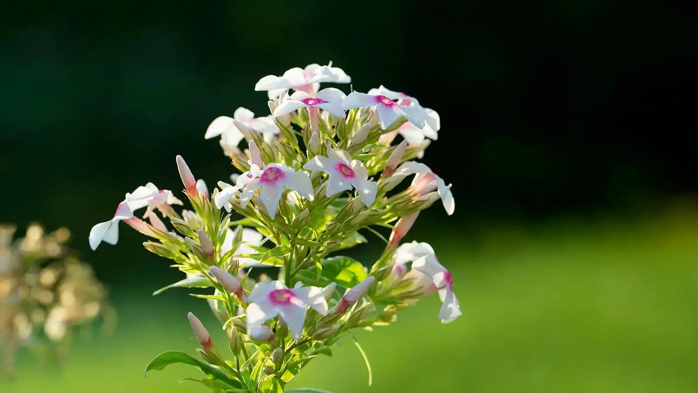 唯美公园小花摄影图片高清宽屏桌面壁纸