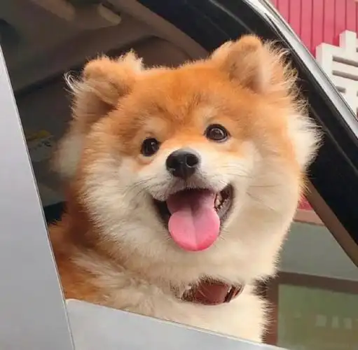 治愈系狗头像(治愈系柴柴狗头像)(15)