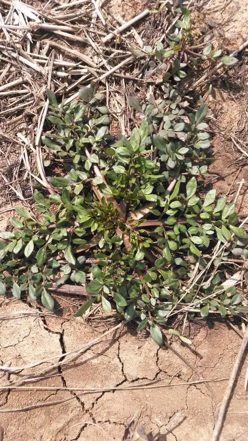这是什么野菜?可以吃吗?安徽合肥野外到处见到.