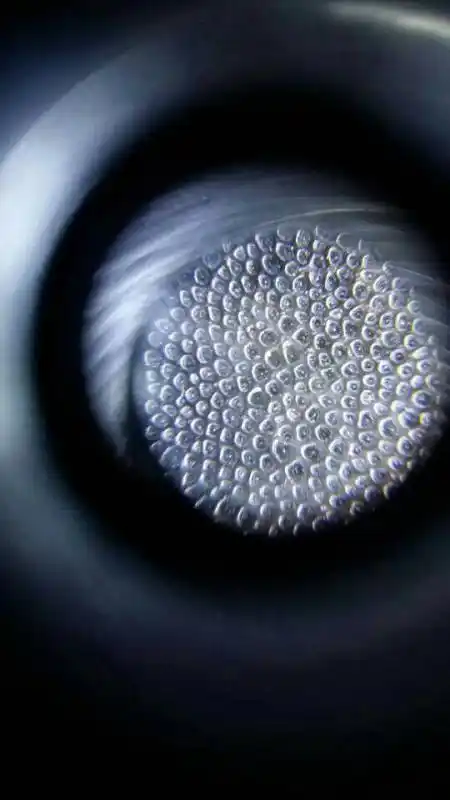 犀角就是犀角,蹄子就是蹄子,没有合在一起的,只是因为犀角比较名贵,而