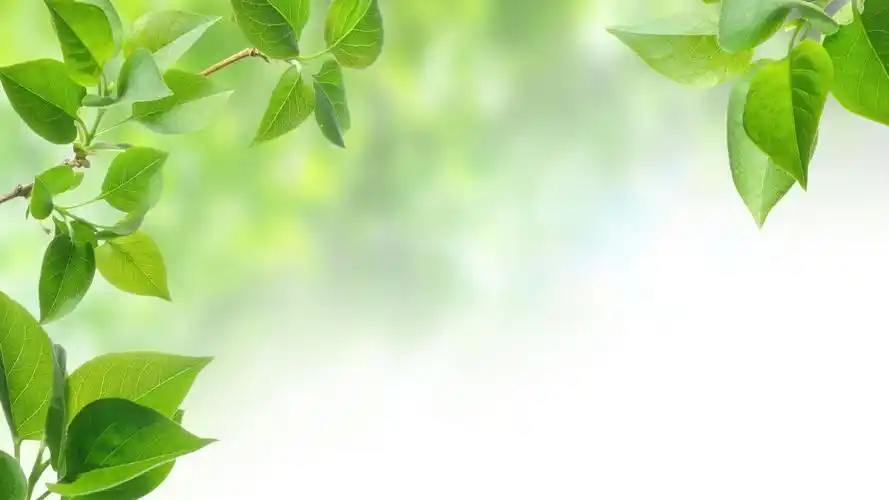 首页 桌面壁纸 清新护眼绿色植物高清电脑壁纸上一张下一张查看原图