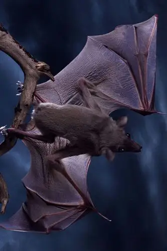 翼手目·吸血蝠科:吸血蝙蝠