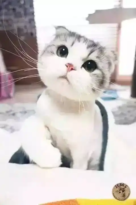 喵界最正宗的包子脸,萌死人了!