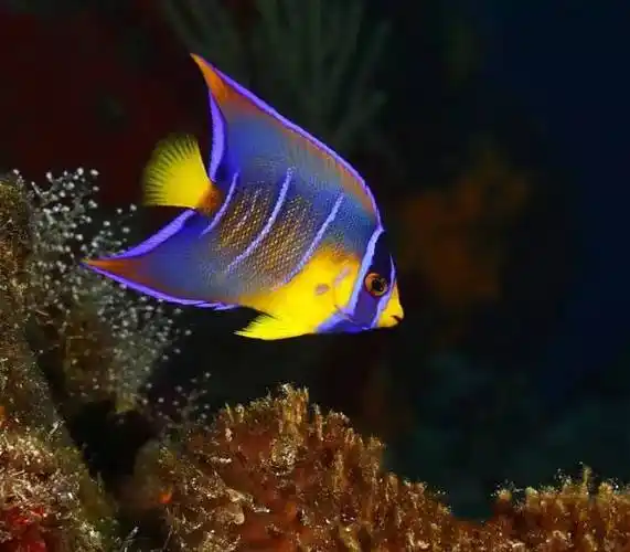 最美神仙鱼谁看见谁有福