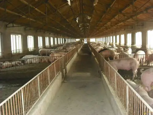 猪舍吊顶的选择 - 养猪场建设/养猪技术 - 中国养猪网-中国养猪行业