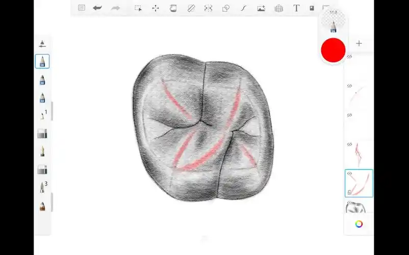 画牙分享1上颌磨牙形态素描