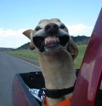 爆笑图片都要笑出腹肌了