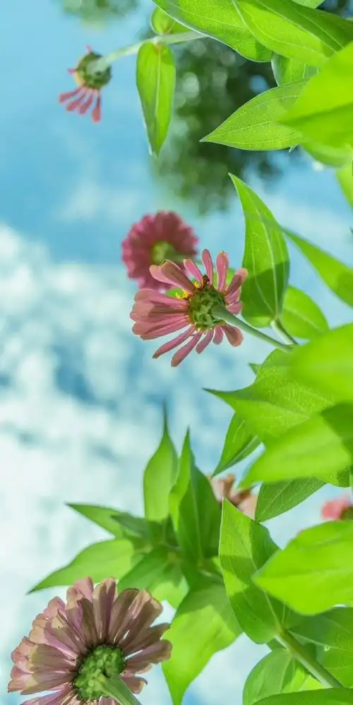 绿色系壁纸 好养眼[微风]