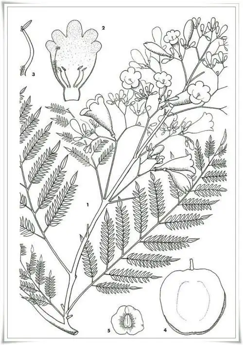 蓝花楹简笔画怎么画