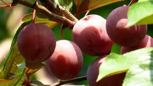 难得一见的紫叶李的果