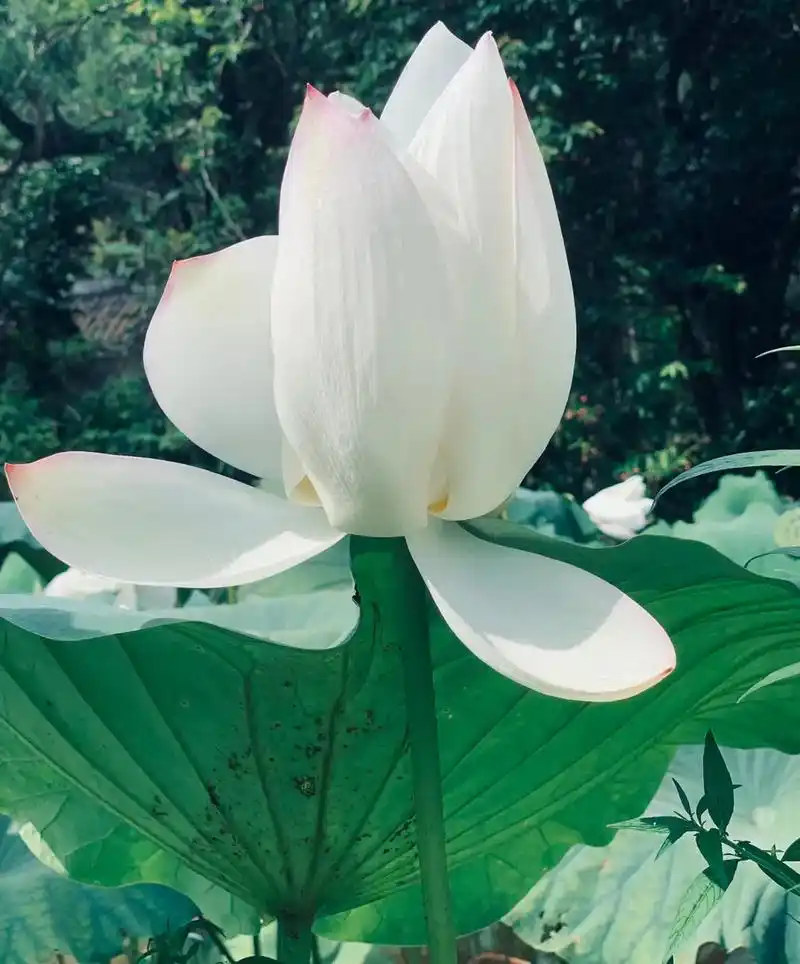 愿心如莲花,清净无染……#夏日荷花 #手机摄影 #一芙百应  - 抖音