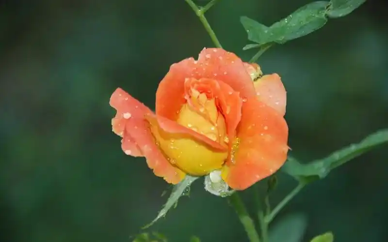 清新淡雅花卉微距摄影图片桌面壁纸