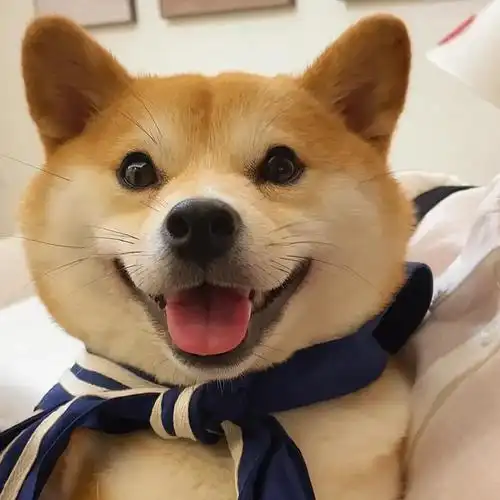 柴犬凭借它治愈的笑脸和搞笑的表情包,在网红狗界占据了一席之地.