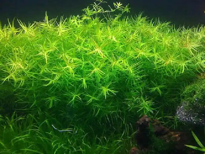 十字牛顿后景阴性草鱼鱼缸水草植物活体懒人水草