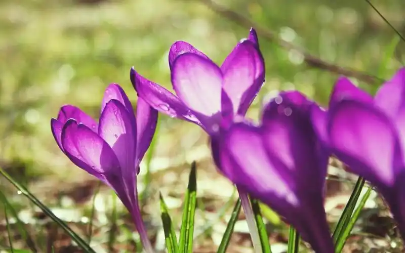 唯美紫色番红花,高清壁纸图片,鲜花背景-回车桌面