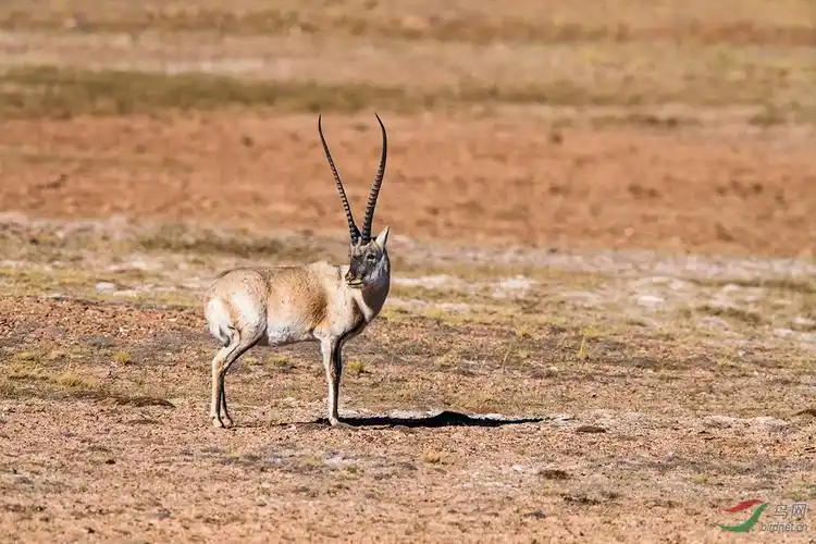 藏羚羊